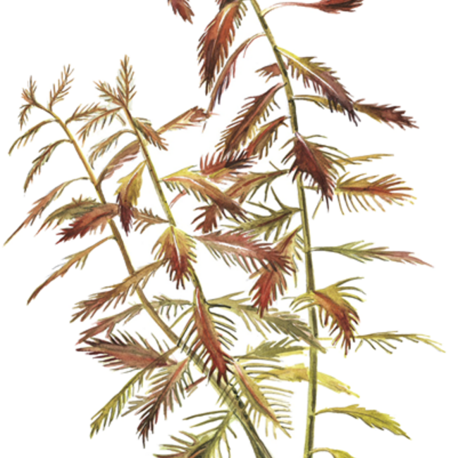Proserpinaca palustris 'Cuba' stem plant 1-2-GROW!