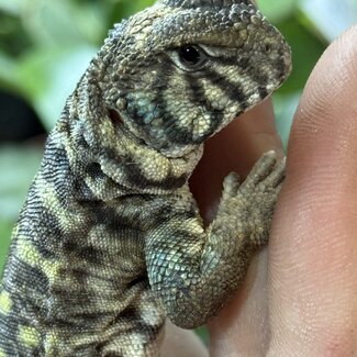 Arabian Blue Uromastyx, Uromastyx Ornata philbyi