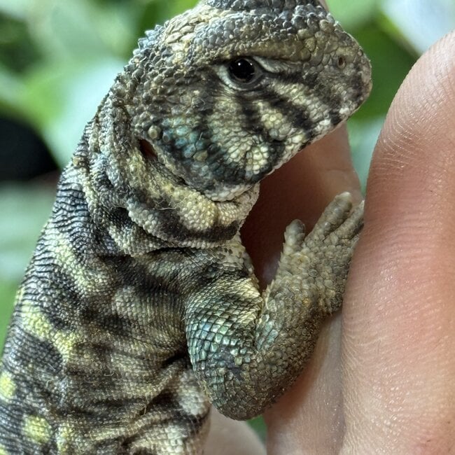 Arabian Blue Uromastyx, Uromastyx Ornata philbyi