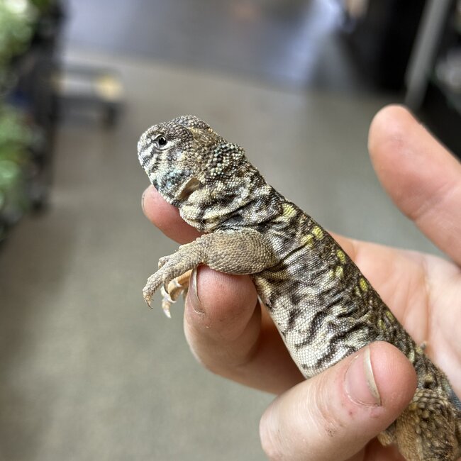 Arabian Blue Uromastyx, Uromastyx Ornata philbyi