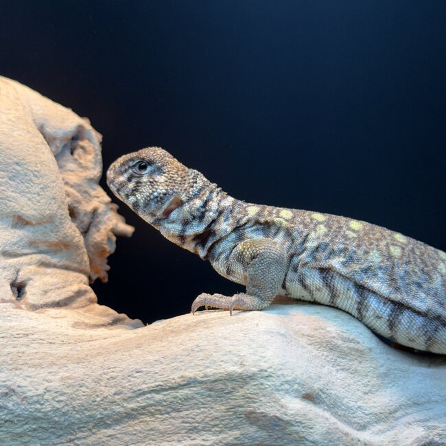 Arabian Blue Uromastyx, Uromastyx Ornata philbyi