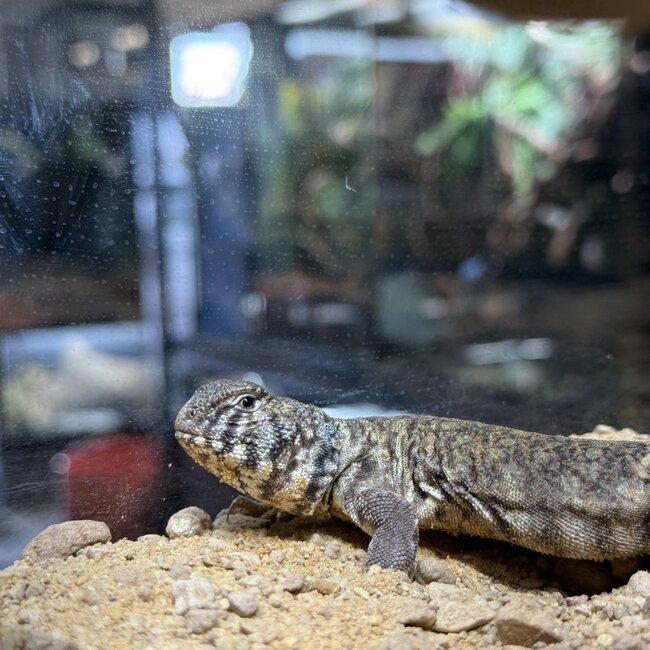 Arabian Blue Uromastyx, Uromastyx Ornata philbyi