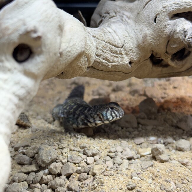 Arabian Blue Uromastyx, Uromastyx Ornata philbyi