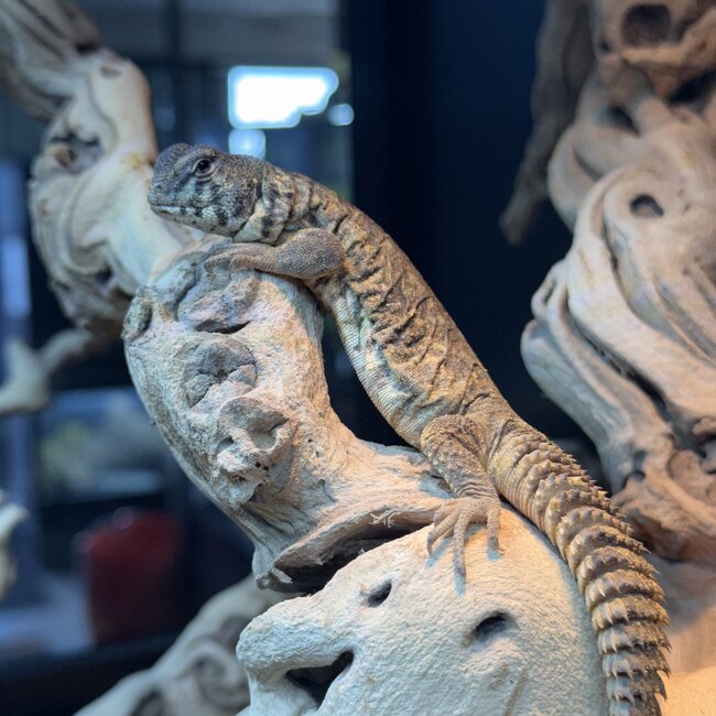 Arabian Blue Uromastyx, Uromastyx Ornata philbyi