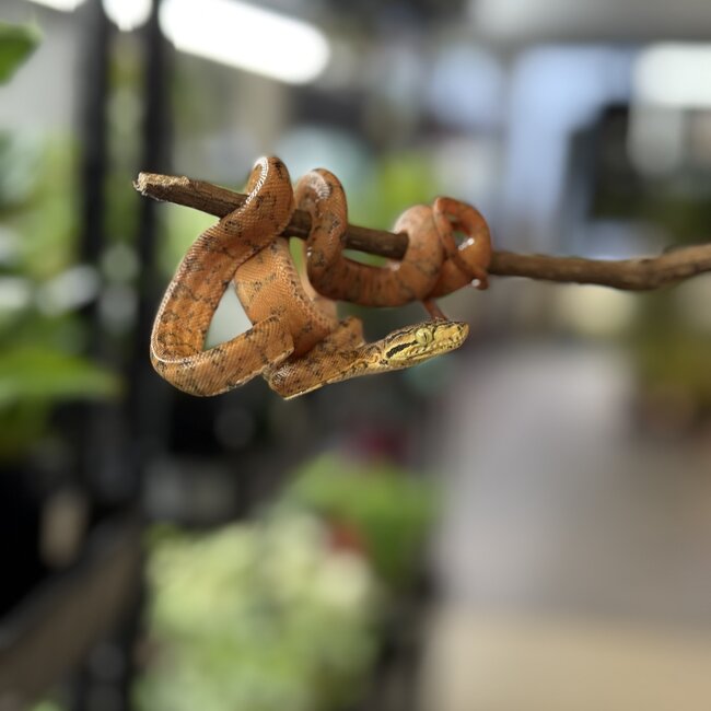 Amazon Tree Boa Yellow Garden Phase Baby CB 'b'