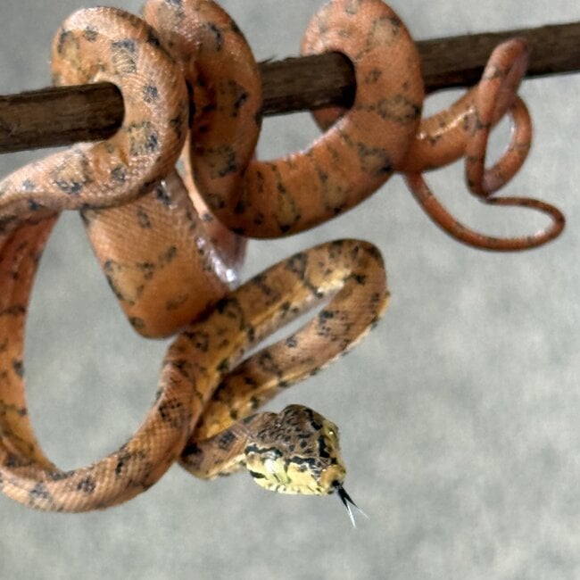 Amazon Tree Boa Yellow Garden Phase Baby CB 'b'