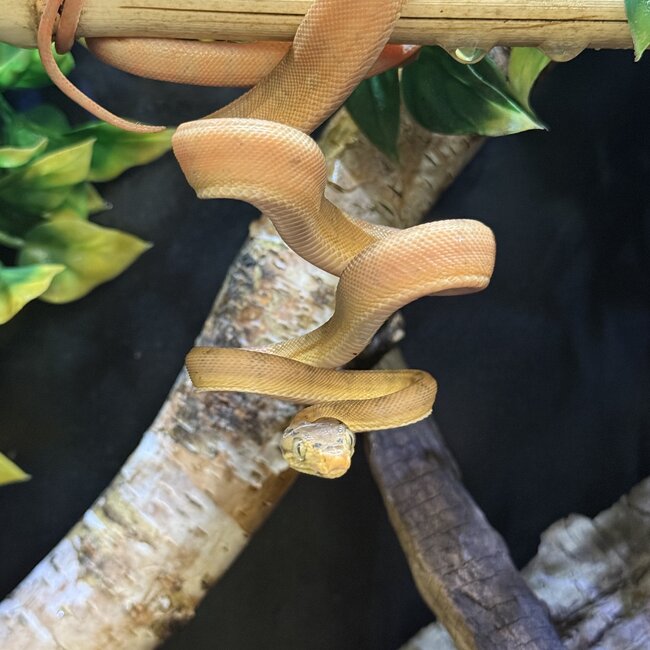 Amazon Tree Boa Yellow Garden Phase Baby CB 'a'