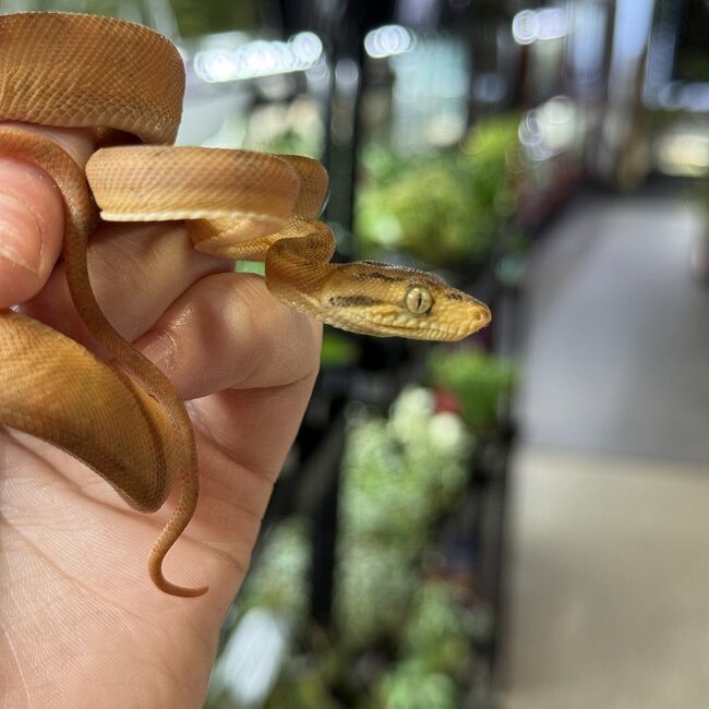 Amazon Tree Boa Yellow Garden Phase Baby CB 'a'