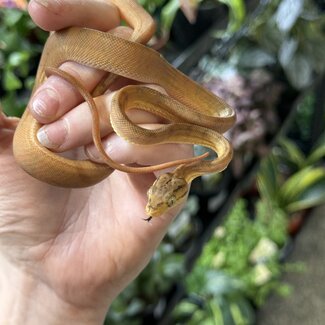 Amazon Tree Boa Yellow Garden Phase Baby CB 'a'