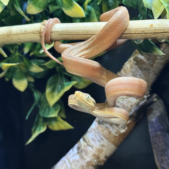 Amazon Tree Boa Yellow Garden Phase Baby CB 'a'