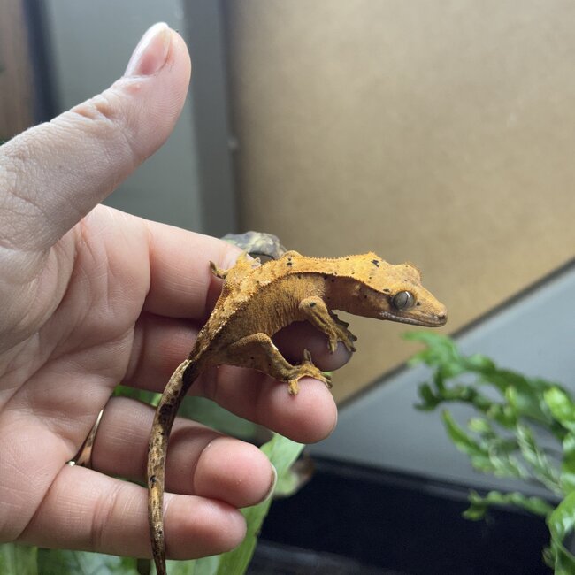 Flame Dalmatian Crested Gecko 6-21-25