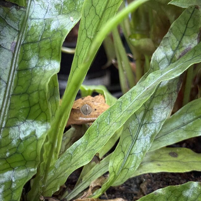 Flame Dalmatian Crested Gecko 6-21-25
