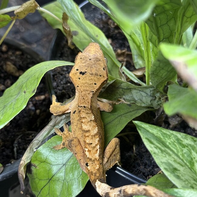 Flame Dalmatian Crested Gecko 6-21-25