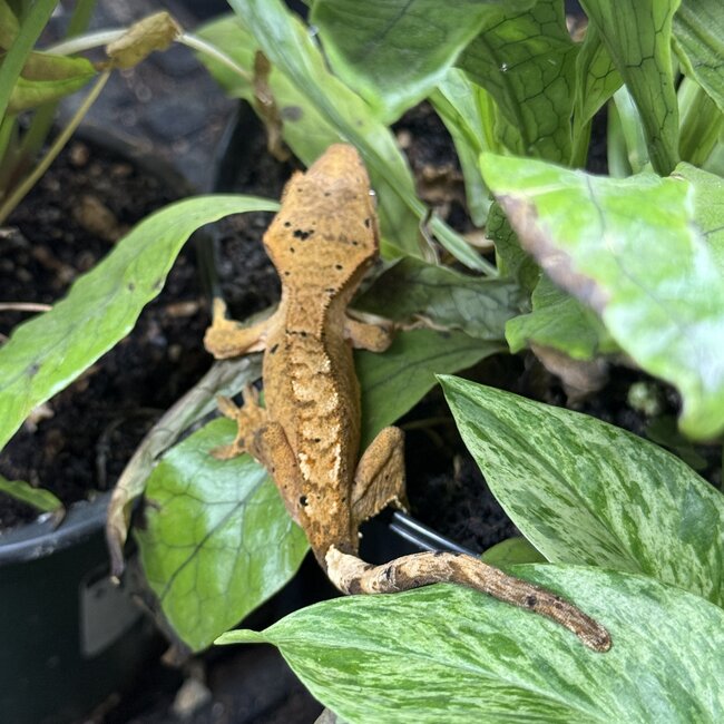 Flame Dalmatian Crested Gecko 6-21-25