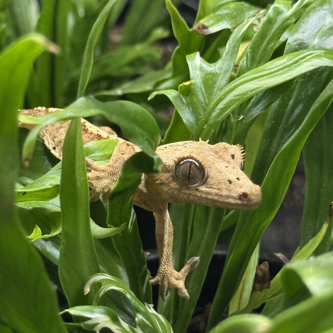 Reverse Part Pinstripe Brindle Dalmatian Crested Gecko