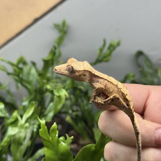 Reverse Part Pinstripe Brindle Dalmatian Crested Gecko