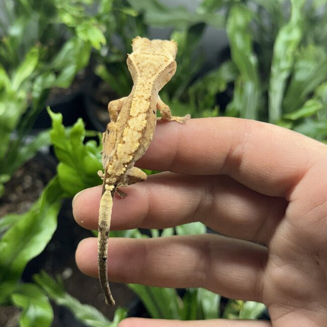 Reverse Part Pinstripe Brindle Dalmatian Crested Gecko