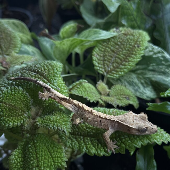 Reverse Part Pinstripe Brindle Dalmatian Crested Gecko