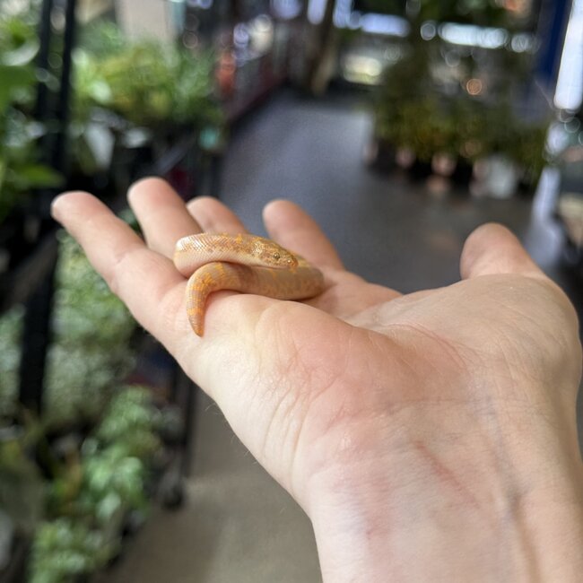 Amel het Anery Kenyan Sand Boa Female 1-18-26