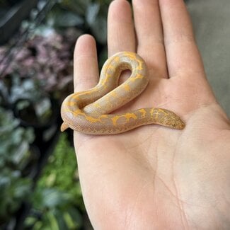 Amel het Anery Kenyan Sand Boa Female 1-18-26