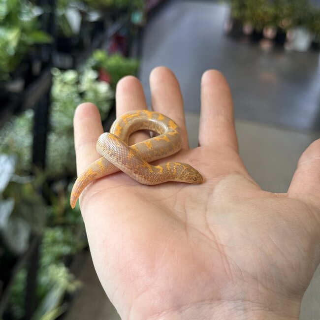 Amel het Anery Kenyan Sand Boa Female 1-18-26