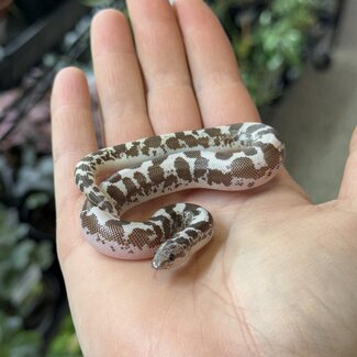 Anery 66% het Albino Kenyan Sand Boa Female 12-12-25