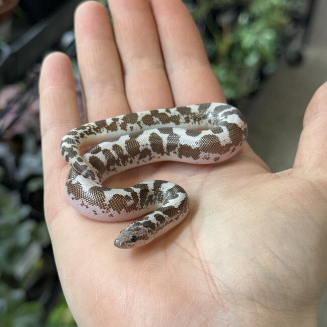 Anery 66% het Albino Kenyan Sand Boa Female 12-12-25