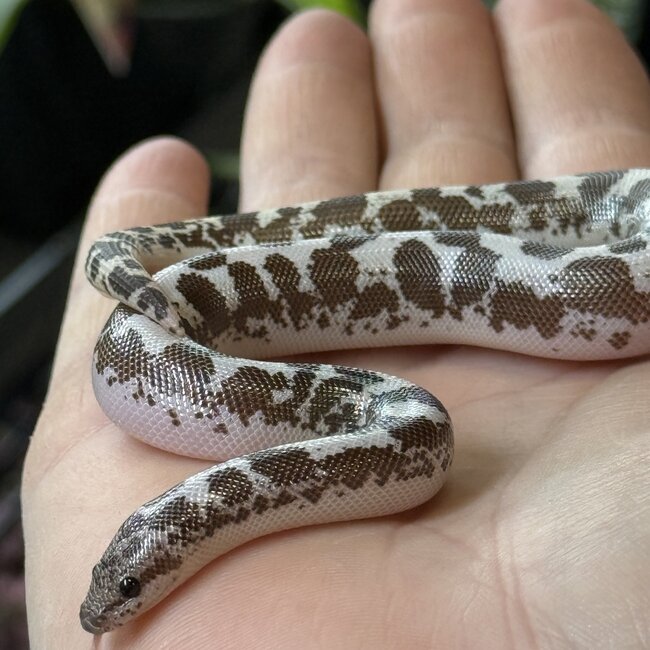 Anery 66% het Albino Kenyan Sand Boa Female 12-12-25