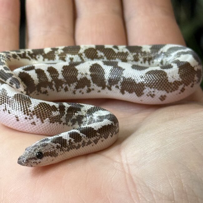 Anery 66% het Albino Kenyan Sand Boa Female 12-12-25