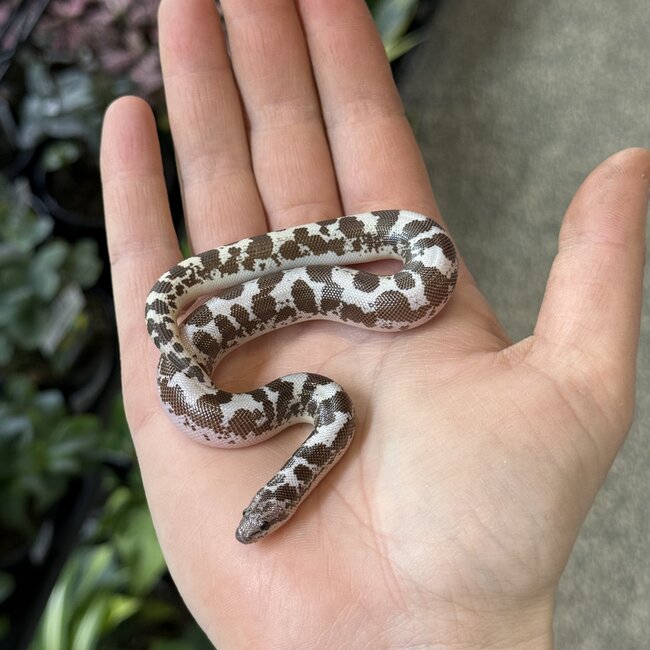Anery 66% het Albino Kenyan Sand Boa Female 12-12-25