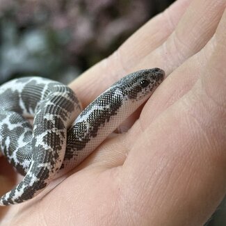 Anery het Amel Sand Boa Kenyan 12-12-25