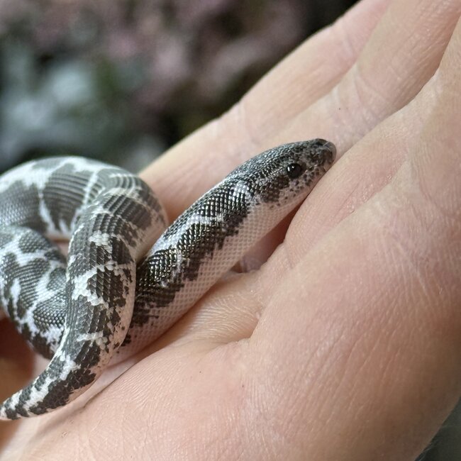 Anery het Amel Sand Boa Kenyan 12-12-25