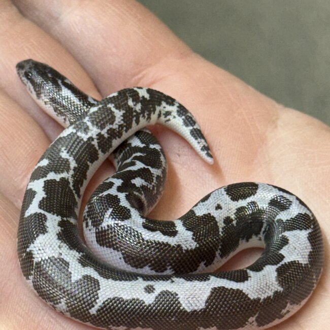 Anery het Amel Sand Boa Kenyan 12-12-25