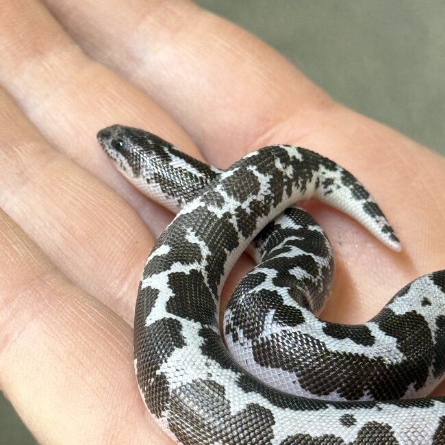 Anery het Amel Sand Boa Kenyan 12-12-25