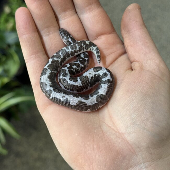 Anery het Amel Sand Boa Kenyan 12-12-25