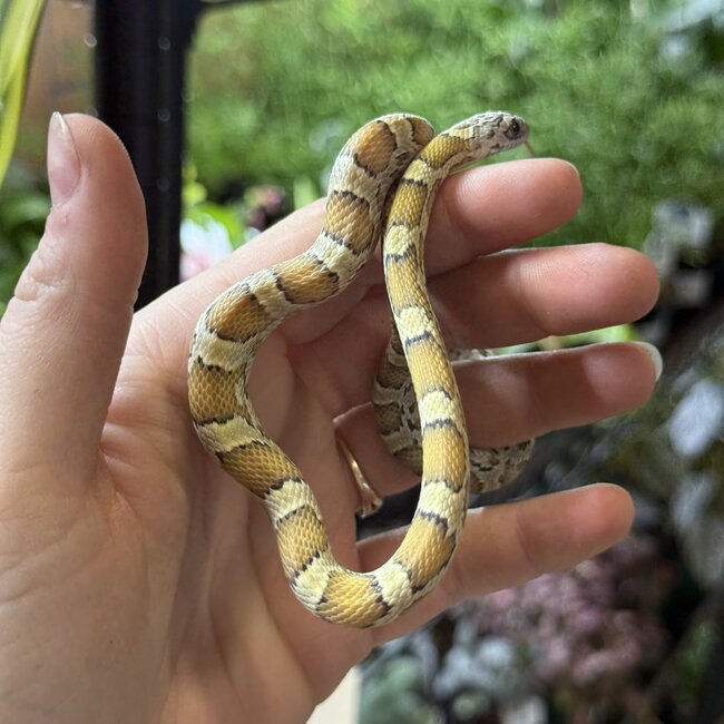 Miami Honey Female Corn Snake 9-7-25
