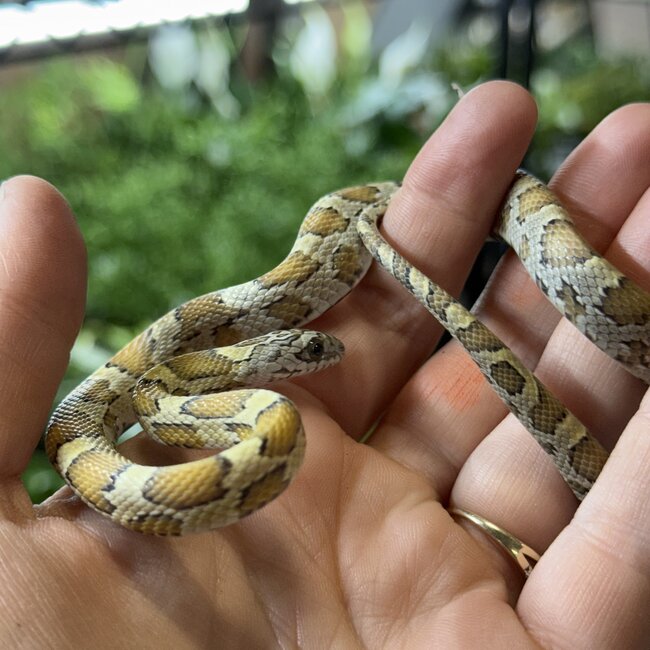 Miami Honey Female Corn Snake 9-7-25