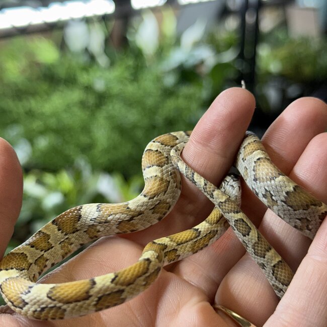 Miami Honey Female Corn Snake 9-7-25