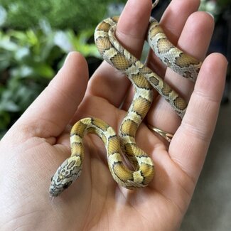 Miami Honey Female Corn Snake 9-7-25