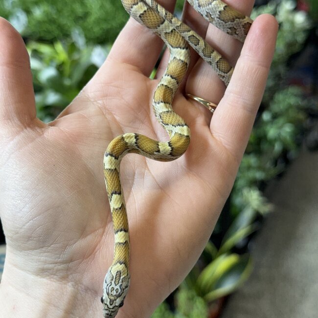 Miami Honey Female Corn Snake 9-7-25