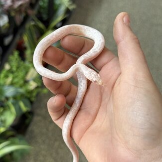 Miami Peppermint Sunkissed Male Corn Snake 9-7-25