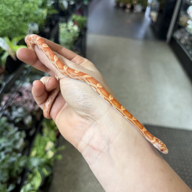 Miami Candycane Sunkissed Het Caramel Corn Snake Female 9-7-25