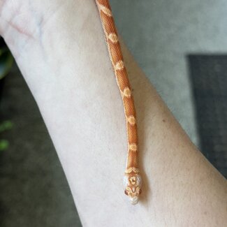 Miami Candycane Sunkissed Het Caramel Corn Snake Female 9-7-25