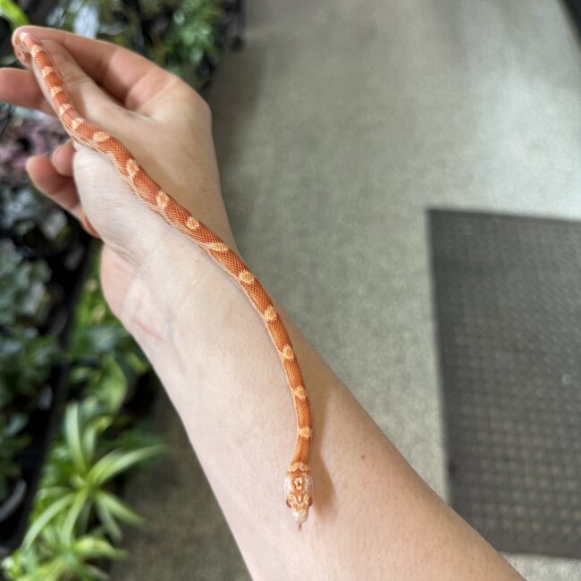Miami Candycane Sunkissed Het Caramel Corn Snake Female 9-7-25