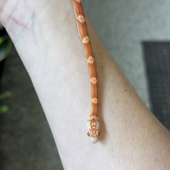 Miami Candycane Sunkissed Het Caramel Corn Snake Female 9-7-25