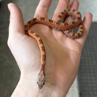 Bloodred Piedsided Het Scaleless Snow Male Corn Snake 7-24-25