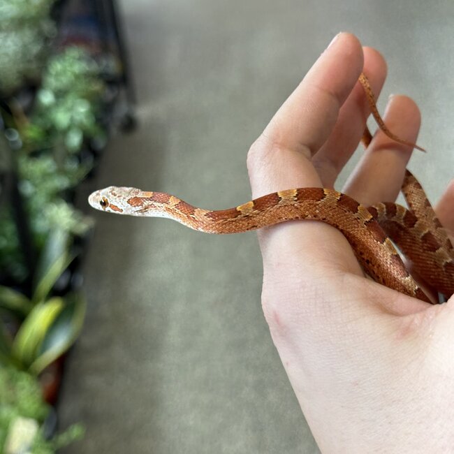 Bloodred Piedsided Het Scaleless Snow Male Corn Snake 7-24-25