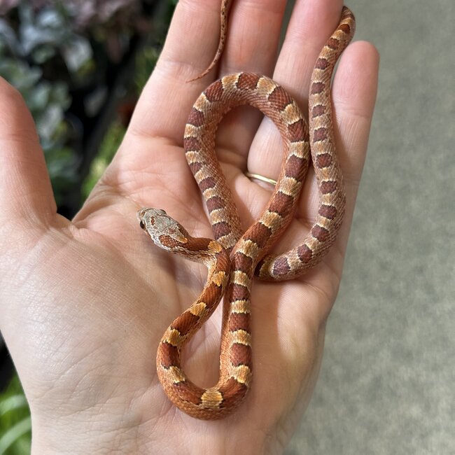 Bloodred Piedsided Het Scaleless Snow Male Corn Snake 7-24-25