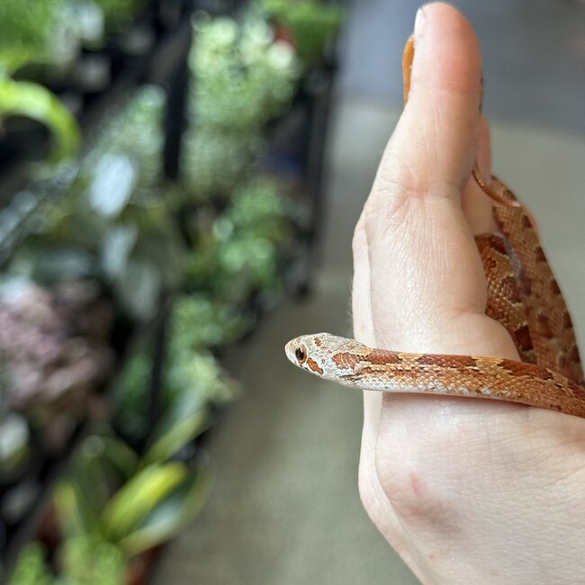 Bloodred Piedsided Het Scaleless Snow Male Corn Snake 7-24-25