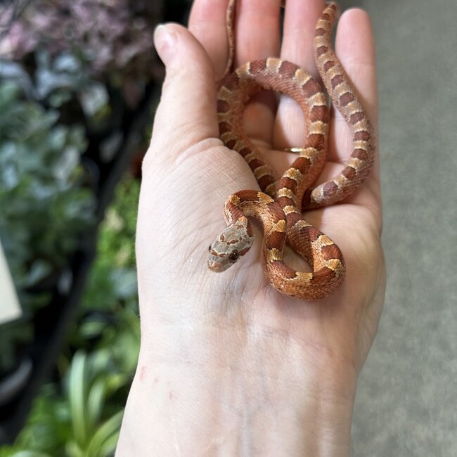 Bloodred Piedsided Het Scaleless Snow Male Corn Snake 7-24-25